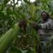 Aflatoxins in East Africa Maize Crop- FAO