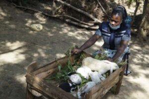 Benedetta Nangila has diversified into rabbits to sustain her fodder business during covid.