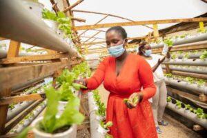 Jackline Mutiso tending to lettuce seedlings in her greenhouses on the outskirts of Nairobi. Female entrepreneurs have been particularly affected by the pandemic.