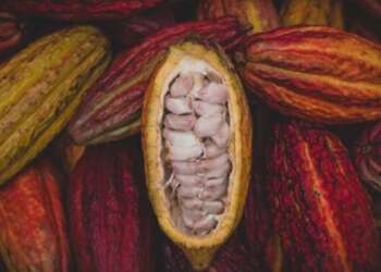 Cocoa beans. The world’s biggest cocoa producers have led a successful cocoa revolution in West Africa by dictating the prices for the commodity. www.theexchange.africa