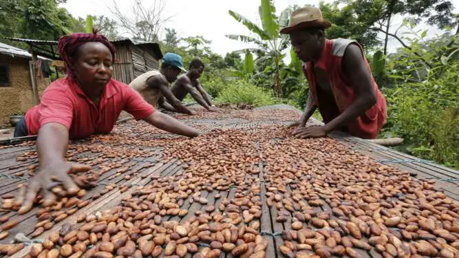 Drying cocoa beans. Ghana President Nana Akufo-Addo says that the country no longer wants to be dependent on the production and export of raw materials including cocoa beans. [Photo/FT]
