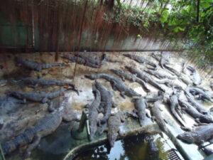 Crocodile farming in Africa: An untapped SME niche crocodile farming