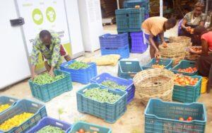 Sorting agricultural produce. The agricultural sector is the backbone of the SME sector in Tanzania. www.theexchange.africa