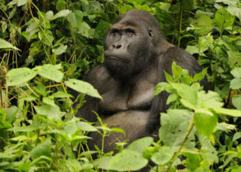 gorilla - The Exchange (www.theexchange.africa)