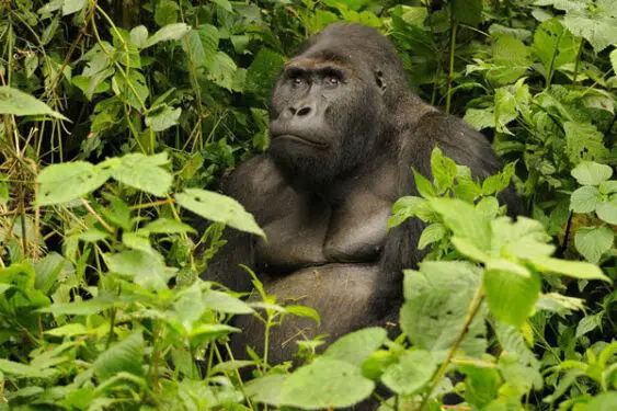 gorilla - The Exchange (www.theexchange.africa)