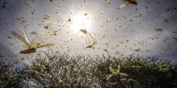 What Locust invation reduction means to food security in East Africa pic