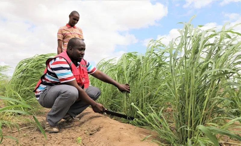 Project Officer and Agronomist Victor Kiprotich training Abdi Noor a re...