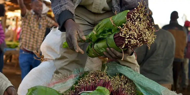 Khat traders package shoots for transportation at an open air market in Maua, in Meru. PHOTO/COURTESY