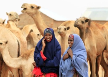 East Africa is home to some of the world’s largest camel populations. www.theexchange.africa