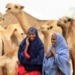 East Africa is home to some of the world’s largest camel populations. www.theexchange.africa