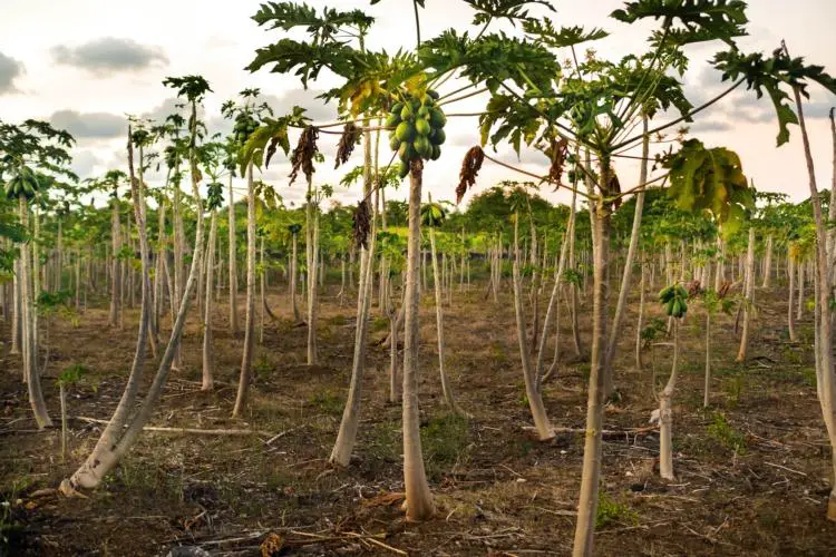Papaya Tree Plantations The Exchange (www.theexchange.africa)