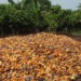 Cocoa Farmers gains more income