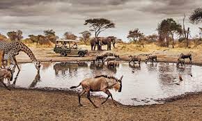 serengeti Tanzania largest migration