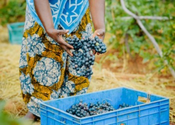 Grape harvesting in Africa: The Exchange