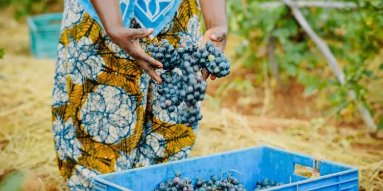Grape harvesting in Africa: The Exchange