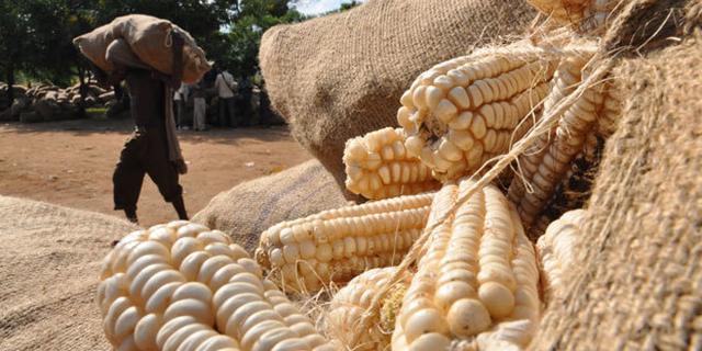 Kenya Tanzania Maize