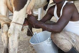 Uganda Milk Taxes Levies