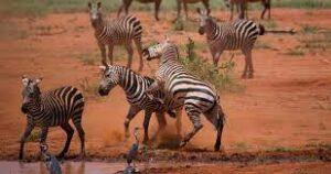 Kenya-UAE Building Tourism Ties KENYA2
