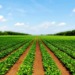 Rwanda Agricultural cooperation deal