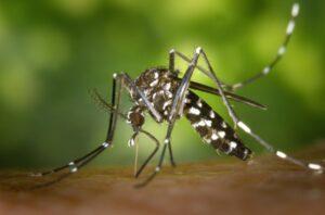 A mosquito which spreads various diseases. Climate change has led to increase in disease carrying insects and the emergence of new diseases in Africa. www.theexchange.africa