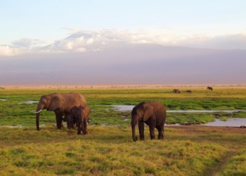 Tourism is one of the most lucrative sectors in East Africa(Photo/ Pixabay)
