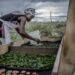 A farmer drying some vegetables. Ten selected priority commodities will get US$1.57 billion in funding over five years from the AfDB. www.theexchange.africa