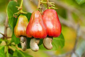 protein rich nuts Tanzania