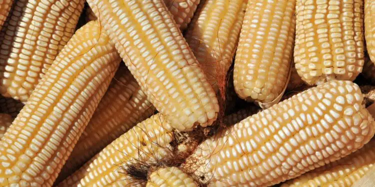 Maize. Kenya food import bill has risen to sh155.42 billion as the country’s inflation rate continues to increase. www.theexchange.africa