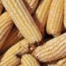 Maize. Kenya food import bill has risen to sh155.42 billion as the country’s inflation rate continues to increase. www.theexchange.africa