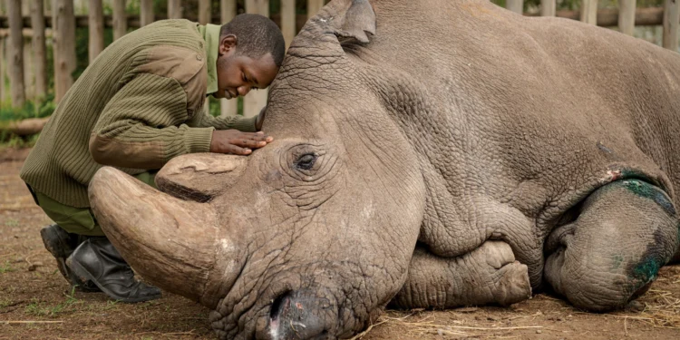 Rhino poaching threatens rhinos to extinction. www.theexchange.africa