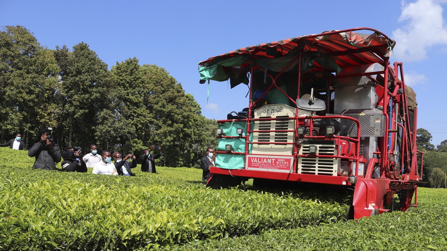 A tea picking machine. These machines are replacing tea pickers in Kenya. www.theexchange.africa