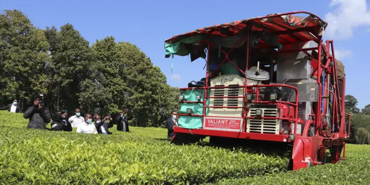 A tea picking machine. These machines are replacing tea pickers in Kenya. www.theexchange.africa