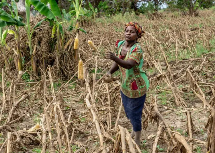 Cylone Idai destroys crops on the farm. www.theexchange.africa