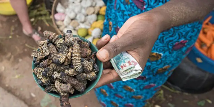 Insects could feed all the population in the World. www.theexchange.africa