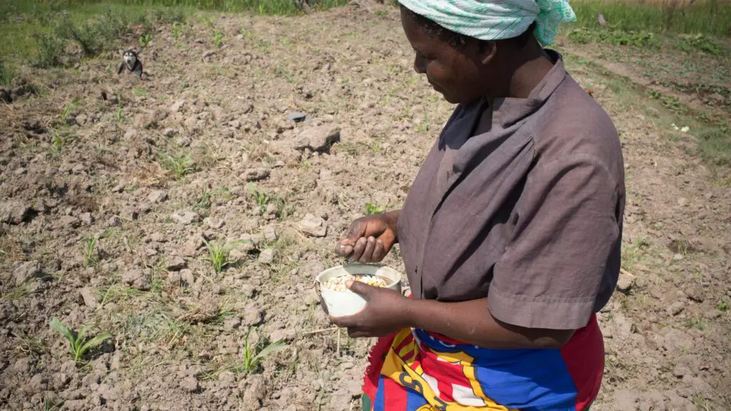 A farmer planting in Zambia. Smallholder farmers need support to stay in agriculture. www.theexchange.africa