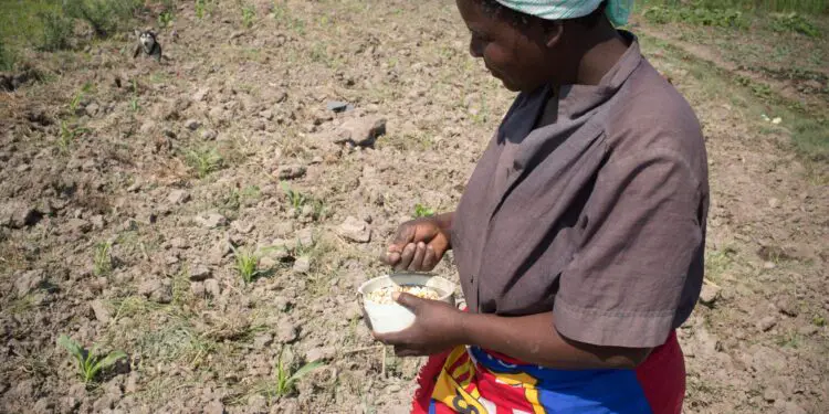 A farmer planting in Zambia. Smallholder farmers need support to stay in agriculture. www.theexchange.africa