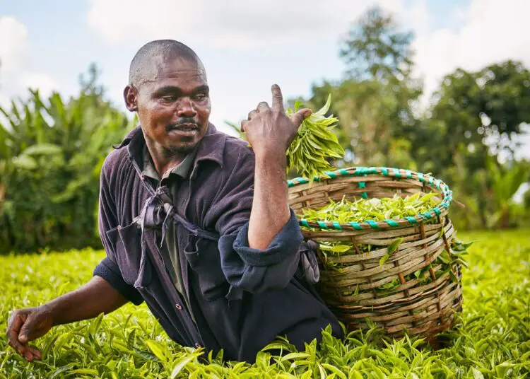 The Russian-Ukrainian conflict affects tea market exports from Kenya. www.theexchange.africa