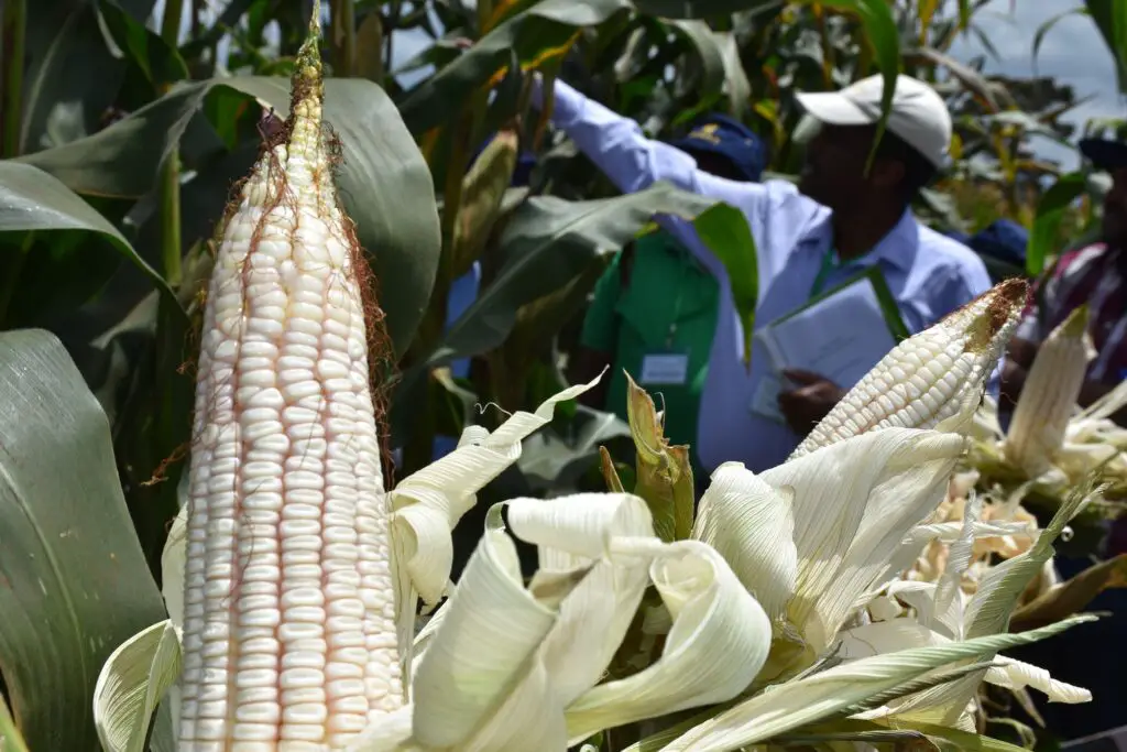 Tanzania is improving agro-science and seed engineering producing numerous new hybrid varieties every year for key staples like maize. www.theexchange.africa