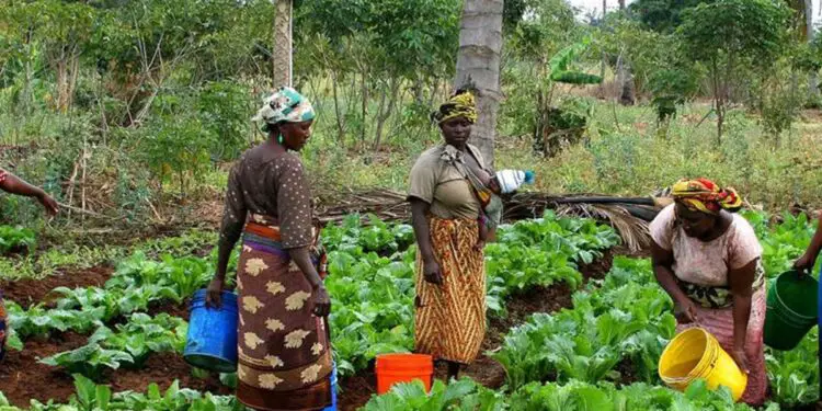 African women in agriculture. AgTech businesses, blockchain could aid production of organic food in Africa. www.theexchange.africa