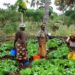 African women in agriculture. AgTech businesses, blockchain could aid production of organic food in Africa. www.theexchange.africa