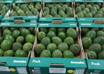 The Kenya Trade Network Agency (KenTrade) has announced plans to simplify trade procedures for Avocado and Fish in the current financial year 21/22 to lower administrative burden costs for traders. www.theexchange.africa