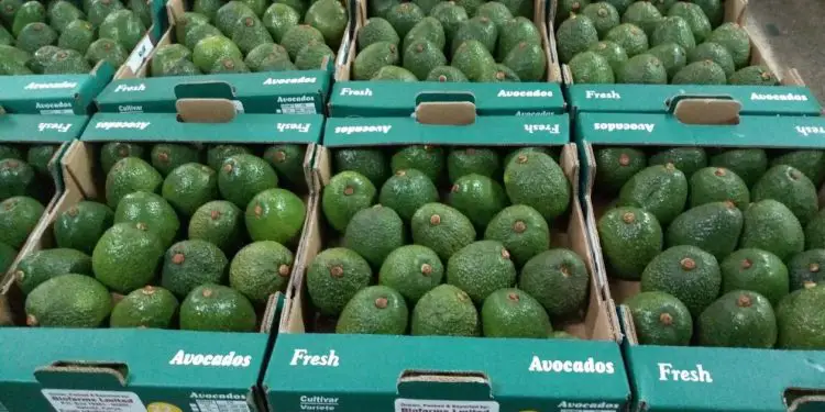The Kenya Trade Network Agency (KenTrade) has announced plans to simplify trade procedures for Avocado and Fish in the current financial year 21/22 to lower administrative burden costs for traders. www.theexchange.africa