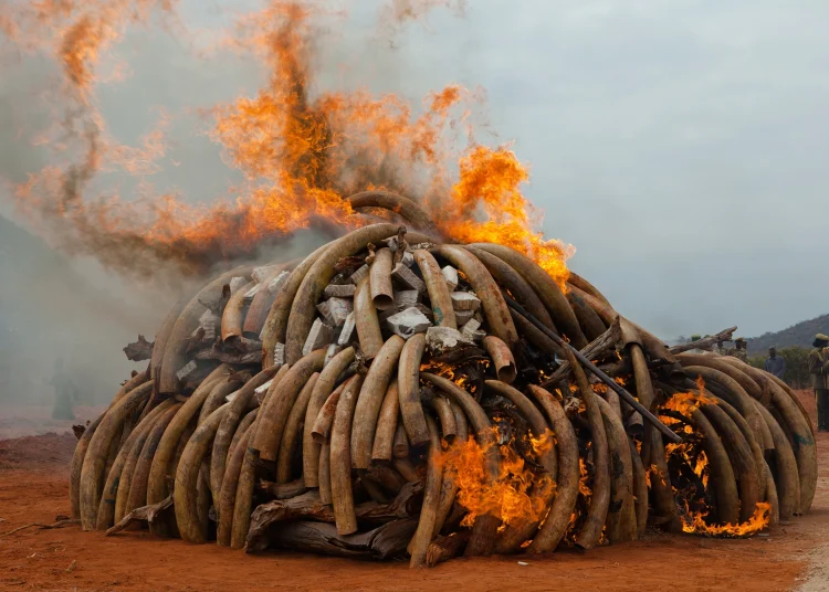 llegal wildlife trade is estimated to be worth more than $23billion annually. www.theexchange.africa