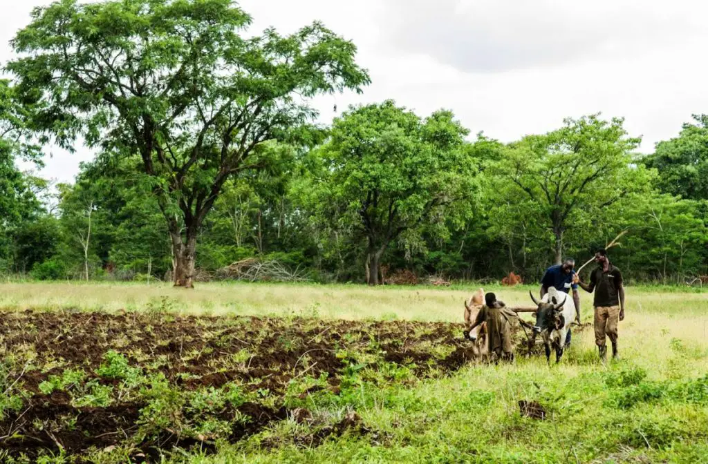 A photo of an Ivory Coast farmer with cattle plough
