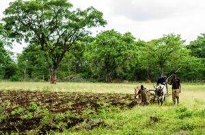 A photo of an Ivory Coast farmer with cattle plough