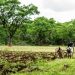 A photo of an Ivory Coast farmer with cattle plough