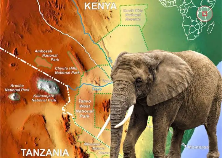 The transboundary parks between the border of Kenya and Tanzania are a critical landscape for elephants. www.theexchange.africa