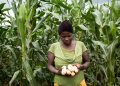 An African woman assessing her crops on farmland
