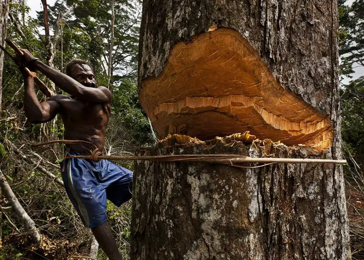 Saving the Congo Rainforest for the Planet’s Benefit. [Photo/LigeGate]