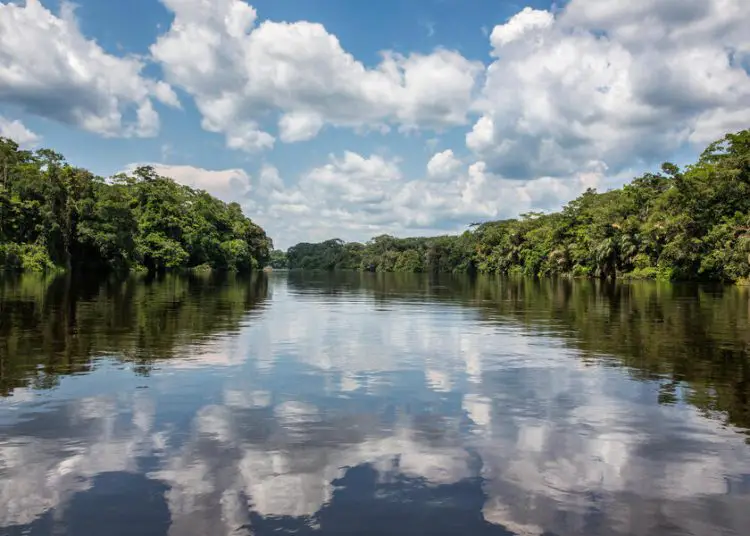 Why the Congo Rainforest is in Peril. www.theexchange.africa